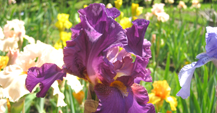 Purple Iris with Other Irises Behind