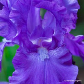 Roman Emperor Purple Bearded Iris