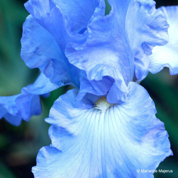 Bryan's Best Blue - Tall Bearded Iris