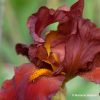 Red Pike Tall Bearded Iris