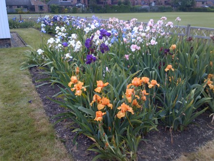 Newnham College Bearded Iris Display Border