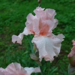 Bearded Iris Seedlings - Another New Pink