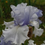 Classic Blue Bearded Iris - Blue Crevasse