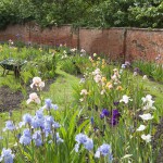 Bearded Irises at Bridgford - Walled Garden