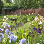 Bearded Irises at Bridgford - Skye Blue in the Foreground