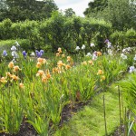 Bearded Irises at Bridgford -More Seedlings