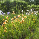 Bearded Irises at Bridgford -Seedling Beds