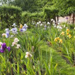 Bearded Irises at Bridgford - More Beds