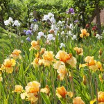 Irises at Bridgford - William of Orange