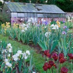 Irises at Bridgford - Iris Beds and Borders