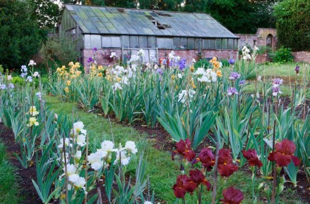 Irises at Bridgford