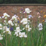 Irises at Bridgford - Classic Bearded Irises in a walled garden setting