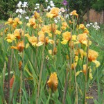 Irises at Bridgford - 'Orange' Seedling beds