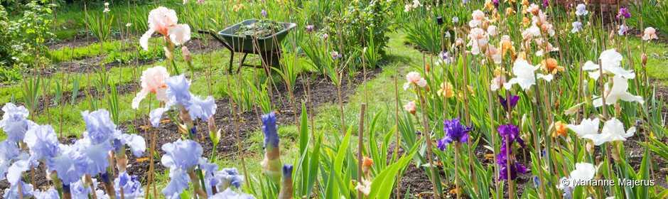 British Tall Bearded Irises