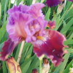 Contemporary Bearded Iris - Dan Wheals