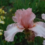Bearded Irises - Exciting New Pink