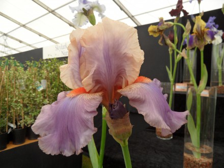 Contemporary Bearded Iris - Iceni Sunset