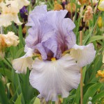 Contemporary Bearded Iris - Julie S Chmiel