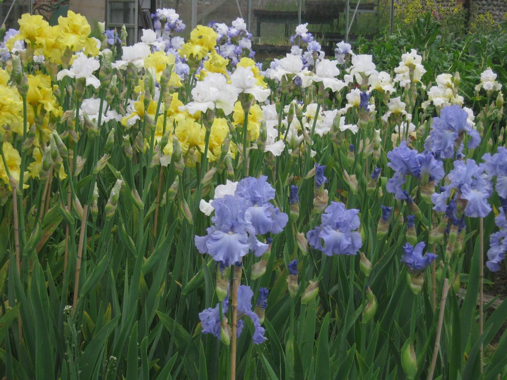 Bearded Irises at Marshgate - different colour combinations