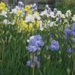 Bearded Irises at Marshgate - Mixing 'Blues' and 'Yellows'