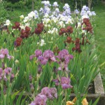 Bearded Irises at Marshgate - Great Colours