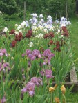 Bearded Irises at Marshgate - contrasting colours