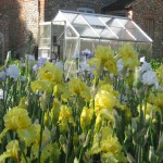 Yellow Bearded Irises at Marshgate