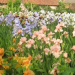 Bearded Irises at Marshgate