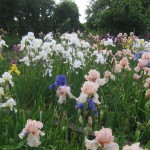 More Classic Award Winning British Bearded Irises at Marshgate