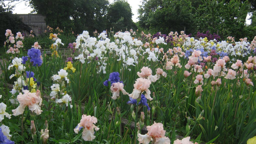 Irises at Marshgate