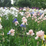 Classic British Bearded Irises at Marshgate