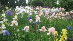 Classic British Bearded Irises at Marshgate