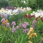 Bearded Irises at Marshgate. Note Blocks of Singles Colours and Planting Patterns.