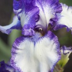 British Bearded Iris - Monsal Dale