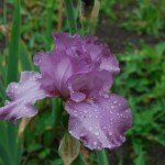 Exclusive Bearded Irises - Mulberry Punch