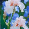 Pink Bearded Iris Nicola Fernie