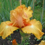 Bearded Iris - Orange Order