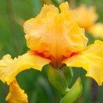 Orange Bearded Iris Seedling Seedling Iris 2