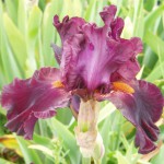 Red Bearded Iris - interesting new seedling