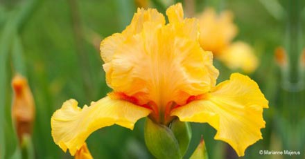 Striking Orange/Yellow Bearded Iris - unregistered seedling