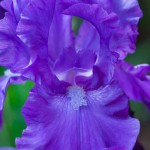 Award Winning deep Purple Bearded Iris - Roman Emperor (UK Dykes Medal)