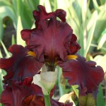 Bearded Iris - New Red Seedling