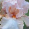 Another Classic Pink Bearded Iris - Sherwood Dawn Pink