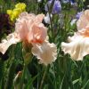 Classing Pink Bearded Iris - Sherwood Pink Iris