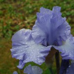 One of the Classic British Bearded Irises - Skye Blue