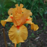 Stunning New Orange Bearded Iris Seedling