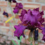 Classic British Bearded Iris - Teesdale