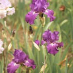 Teesdale Purple Bearded Iris - Great Branching