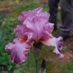 Rare Bearded Iris - Unusual Mulberry Seedling