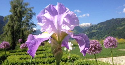 Award Winning Tall Bearded Iris - Annabel Jane (UK Dykes Medal)